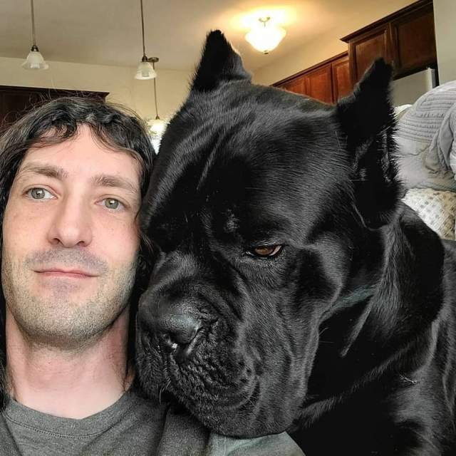 卡斯罗犬vs视频直播,为什么我劝你别光看屏幕就敢养这条黑豹 卡斯罗犬vs视频直播,为什么我劝你别光看屏幕就敢养这条黑豹